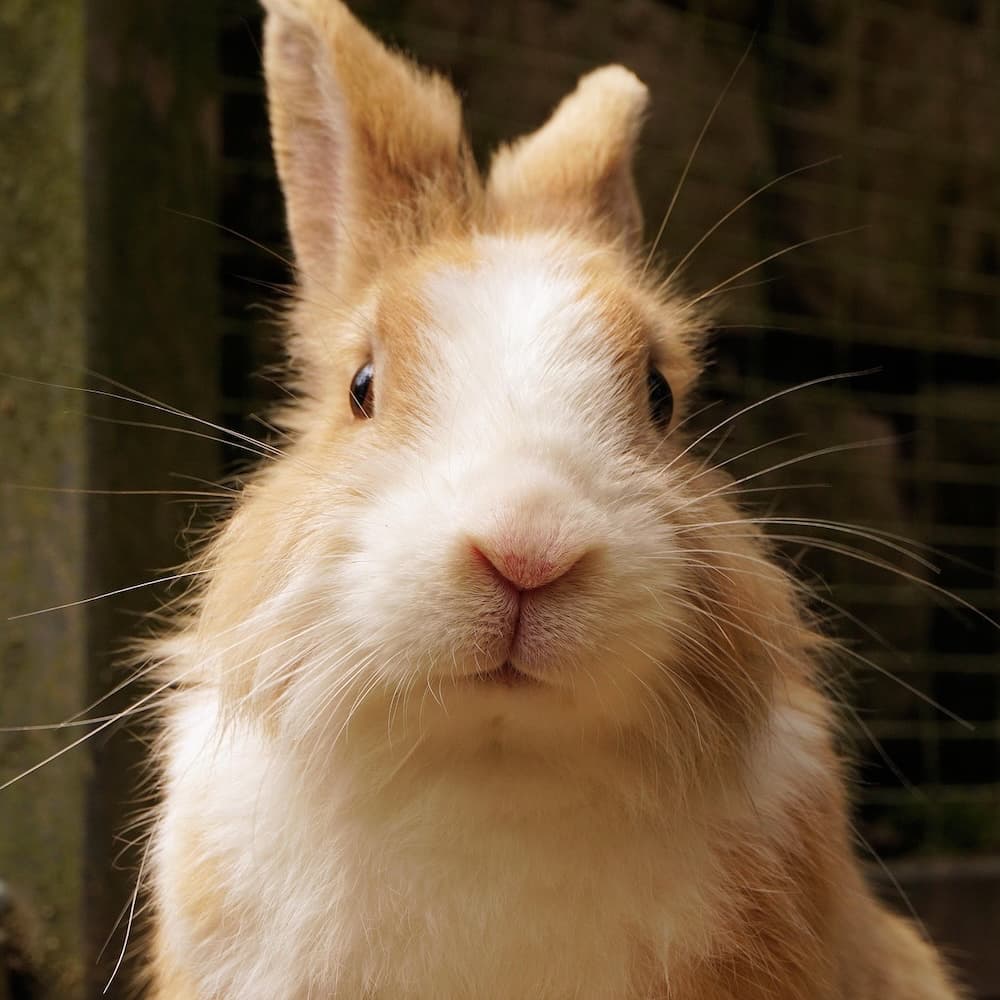 rabbit